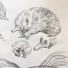 Little Echidna Drawn At The Sanctuary Drawing Echidna Sketch Pencil Echidna Animal Sketches Australian Animals