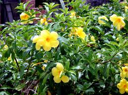 Image result for Allamanda