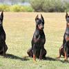 Both parents have great temperament and are location: Https Encrypted Tbn0 Gstatic Com Images Q Tbn And9gcqjf7abn4chu4vgwgjvldjywlrnmiyfktuzqrke9oxdr6mvf6ef Usqp Cau