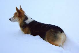 He adores people and thinks kids are the greatest. A Lovely Red Headed Tri Color Corgi In The Ohio Snow Corgi Pets Tri Color