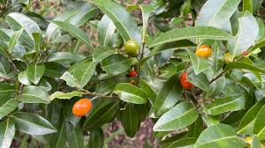 Image result for Drypetes