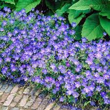 Gardens Alive 3 Pack In Bareroot Blue Fusion Ever Blooming Geranium Lowes Com Blue Geranium Garden Shrubs Geraniums
