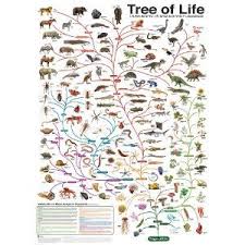 Charles Darwins Tree Of Life Evolution Chart 24x36