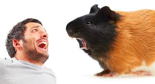 Why Do Guinea Pigs Chatter Their Teeth At Each Other