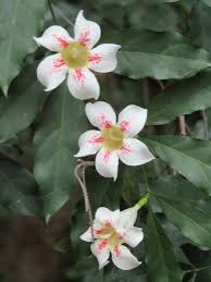 Image result for Rothmannia manganjae