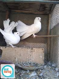 King modena pigeons #fancypigeon #kabootar #kabutar #pigeon #kingmodenapigeons #king #modena. Kabootar For Sale In Karachi Patti Walay Kabootar For Sale In Karachi Olx