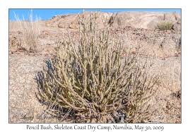 Image result for Arthraerua leubnitziae