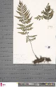 Image result for Asplenium blastophorum