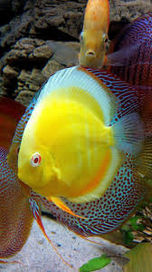 Yellow Submarine Discus Fish Beautiful Sea Creatures Tropical Freshwater Fish