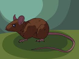 How to draw a mouse: 3 Ways To Draw A Mouse Wikihow