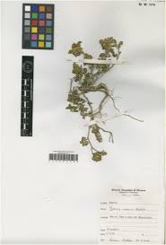 Image result for Rytigynia sp. M