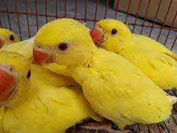 Indian ringnecks are relatively common in the united states and can be rescued, adopted, or purchased at verified organizations like rescueparrots.org or adoption websites like petfinder. Indian Yellow Ringneck Breeder Pair Yellow Ring Neck Chicks Progress Video Urdu Hindi Youtube