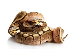 Spider Ball Python Animal Facts - Python regius - A-Z Animals