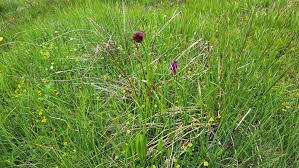 Image result for Silene abyssinica
