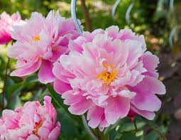 Within all this variety, there are three common types of peonies: 33 Different Types Of Peonies And Peony Classifications Plantsnap