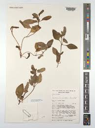 Image result for Nelsonia