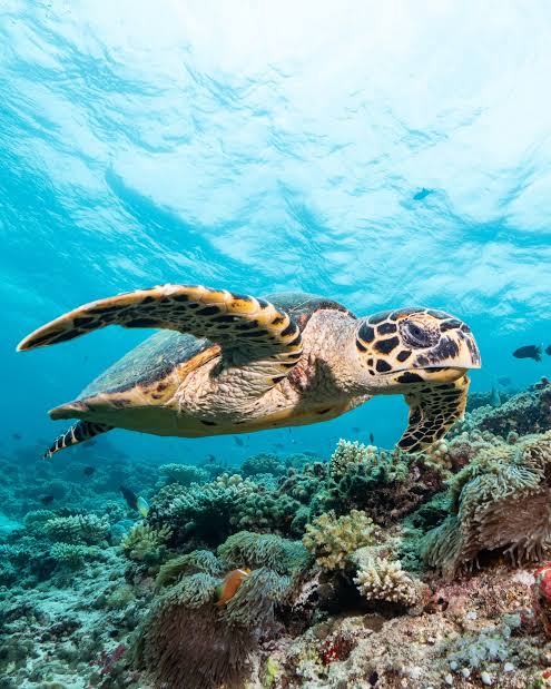 Hawksbill turtles in the Maldives: conservation and diving