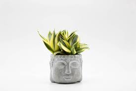 Conosciuta come tronchetto della felicità, la pianta di yucca è ideale per vivacizzare gli ambienti interni di casa. 10 Piante Da Appartamento Che Richiedono Poca Luce E Poche Cure