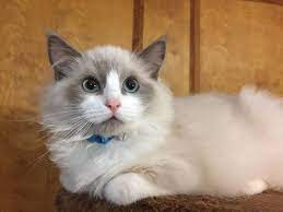 Exemplary Ragdoll Kittens For Sale Ragdoll Kittens For Sale Ragdoll Kitten Kitten For Sale