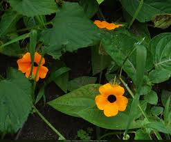 Image result for Hymenodictyon parvifolium