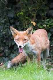 Wildlife Aid Foundation | Red fox