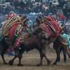 Much like a human beauty content, thousands of camels paraded at the king abdulaziz camel festival to be. 1