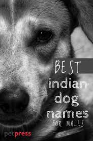 All you have to do is go through the indian dog names list below and you'll find the cutest names for your furry friend. 170 Male Indian Dog Names Best Male Dog Names In India Petpress