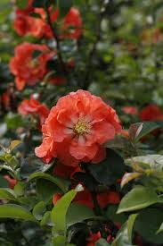 Double take scarlet storm will bring showers of beautiful red blooms in early spring! Double Take Peach Quince Chaenomeles Speciosa Proven Winners