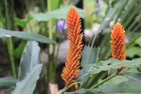 Image result for Renealmia