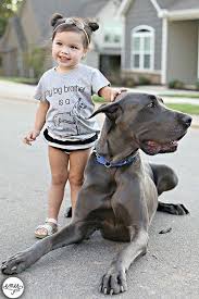 discover even more information on great danes take a look at our internet site great dane puppy dane puppies dane dog