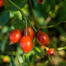 We have almost everything on ebay. British Fruit Trees For Sale Wild Harvest Pack Woodland Trust Woodland Trust Shop