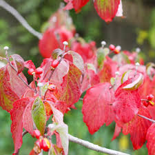'cherokee sunset' has reddish flowers and variegated foliage which turns to purple in fall. White Dogwood Trees For Sale Brighterblooms Com