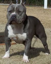 Pin On American Pit Bull Terriers