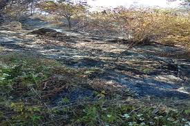 Extinct in the wild adalah status konservasi yang diberikan kepada spesies yang hanya diketahui berada di tempat penangkaran atau di luar habitat alami mereka. Bnpb Tim Gabungan Masih Sisir Kawasan Gunung Sumbing Yang Terbakar Hariansuara Com