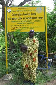 Image result for Rhynchosia zernyi