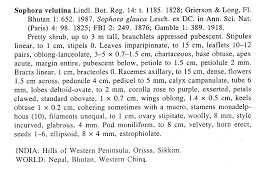 Image result for Sophora velutina