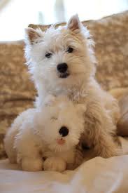Westie Romy 6 Mois Westie Puppy Chiot Westitude Cute Cats And Dogs Cutest Dog Ever Westies