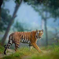 A Dream Tiger In A Dream Habitat Of Kabini Follow Bigcatsindia For More To View More Wildlif Wildlife Of India Save Wildlife Big Cats