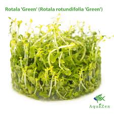 Image result for Rotala tenella