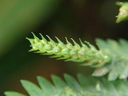 Image result for Selaginella vogelii