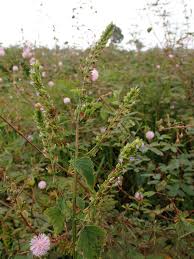 Image result for Cantinoa