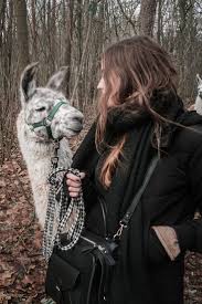 Wanderung Mit Lamas Und Alpakas Alpakas Alpaka Lustig Und Lamas
