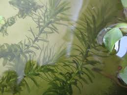 アナカリスをメダカに与えた結果 溶ける 次々と消えていった古茎と ゆっくりと育つ新芽