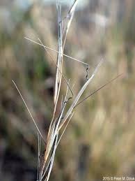 Image result for Aristida effusa