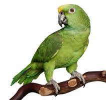 You'll be part of the family! El Loro Politico Photos Facebook