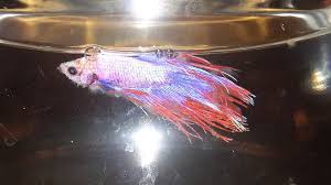 Fast Growing Fuzzy Fungus On New Betta Fish My Aquarium Club