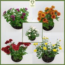 Keempat, jenis tanaman hias yang juga cocok ditanam secara outdoor ialah tanaman morning glory dan geranium. Paket 10 Bibit Tanaman Hias Bunga Aster Indoor Outdoor Campur Warna Shopee Indonesia