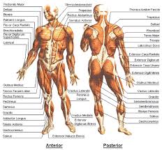 9 bodybuilding anatomy chart interior and posterior