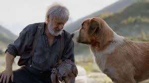 Where to watch black dog black dog movie free online fullmoviehd4k.com is a free movies streaming site with zero ads. The Call Of The Wild Dog Meet Buck The Big Hearted Pup From New Film Abc13 Houston