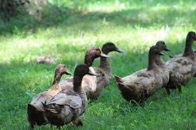 Maybe you would like to learn more about one of these? What Do Ducks Eat Your Complete Guide To Feeding Ducks